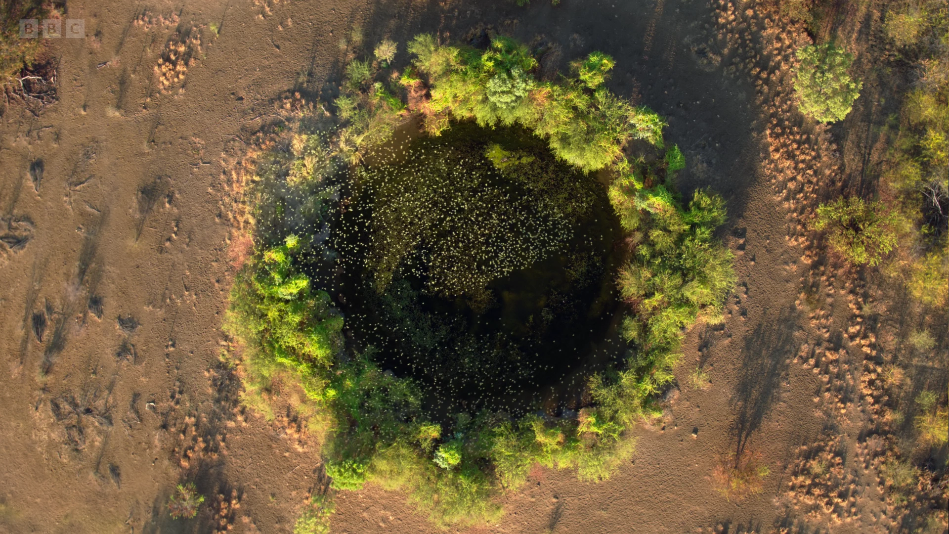 Budgerigar (Melopsittacus undulatus) as shown in Seven Worlds, One Planet - Australia
